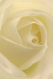 The photograph draws the viewer deep within the heart of a cream-white rose, as if sheltered within its petals. The gentle spiral of each layer invites the imagination on a tactile journey-each surface soft, luminous, touched by the freshness of morning dew. Subtle, undulating shadows lend a peaceful drama, creating a sense of intimacy and sanctuary. This bloom radiates the same serenity you might find wandering Early Morning Street in Old Ford, or sharing a quiet word across a garden fence. For me as a local florist, this rose captures the most profound moments: heartfelt sympathy, gentle admiration, the marking of new beginnings. Its barely-there sweet scent floats on the air, understated yet unmistakable, evoking memories of cherished gatherings. The close framing highlights not just the natural grace of the flower, but also the emotional artistry and care that go into selecting such a rose for someone in Old Ford-a timeless gesture that speaks volumes without ever saying a word.